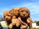 Muhteşem Toy Poodle A Secere Bebekler