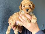 MUHTEŞEM TOY POODLE A SECERE BEBEKLER