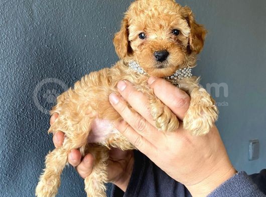 Muhteşem Toy Poodle A Secere Bebekler