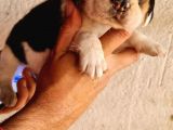 Safkan Elizabeth Beagle Yavrular