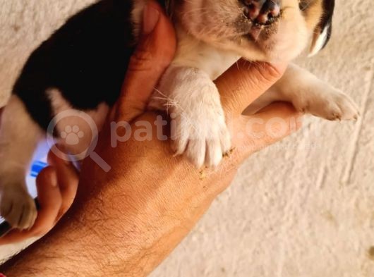 Safkan Elizabeth Beagle Yavrular görsel