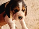 Safkan Elizabeth Beagle Yavrular