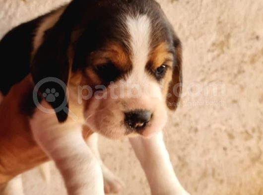 Safkan Elizabeth Beagle Yavrular görsel