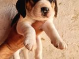 Safkan Elizabeth Beagle Yavrular
