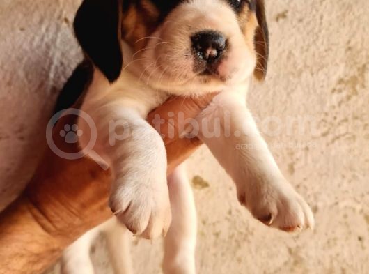 Safkan Elizabeth Beagle Yavrular