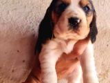 Safkan Elizabeth Beagle Yavrular