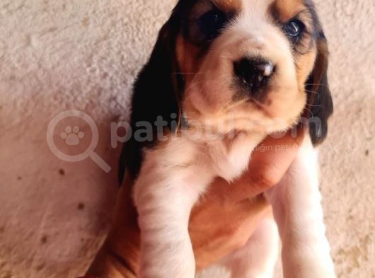 Safkan Elizabeth Beagle Yavrular görsel