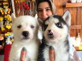 KARİZMATİK ASİL HUSKY SİBİRYA KURDU BEBEKLER