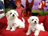 Vonalp Pet Garanti̇li̇ Maltese Terri̇er Yavrularimiz
