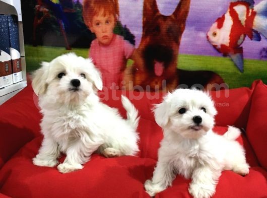 Vonalp Pet Garanti̇li̇ Maltese Terri̇er Yavrularimiz görsel
