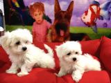 VONALP PET GARANTİLİ MALTESE TERRİER YAVRULARIMIZ
