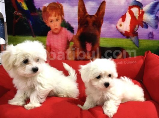 Vonalp Pet Garanti̇li̇ Maltese Terri̇er Yavrularimiz