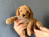 Muhteşem Toy Poodle A Secere Bebekler