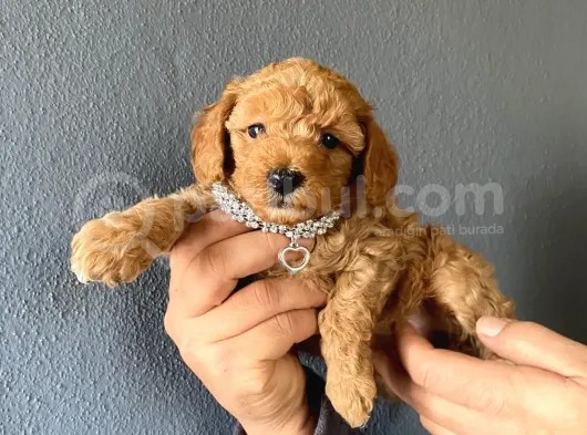 Muhteşem Toy Poodle A Secere Bebekler görsel
