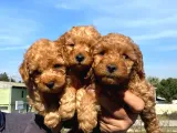 Muhteşem Toy Poodle A Secere Bebekler