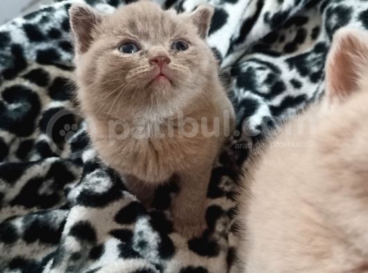 Cream Ve Lilac Safkan British Yavrular görsel