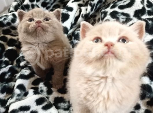 Cream Ve Lilac Safkan British Yavrular