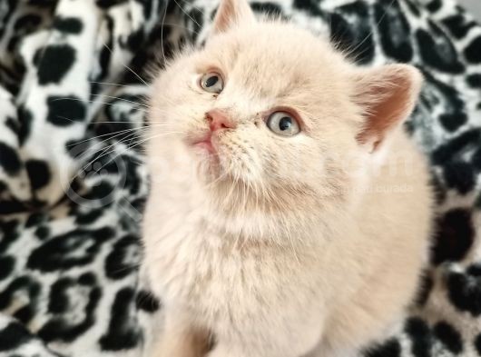 Cream Ve Lilac Safkan British Yavrular görsel