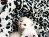 Sağlıklı Scottish Fold Yavrular
