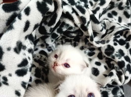 Sağlıklı Scottish Fold Yavrular görsel