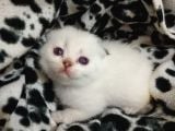 Sağlıklı Scottish Fold Yavrular
