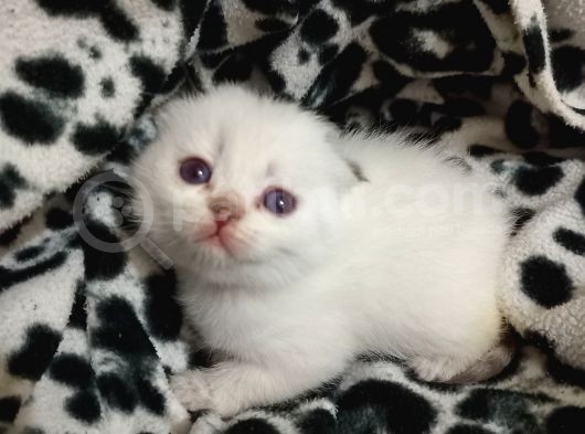 Sağlıklı Scottish Fold Yavrular