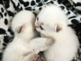 Sağlıklı Scottish Fold Yavrular