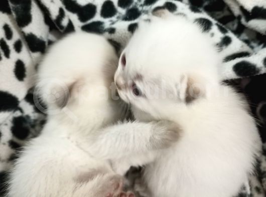 Sağlıklı Scottish Fold Yavrular görsel