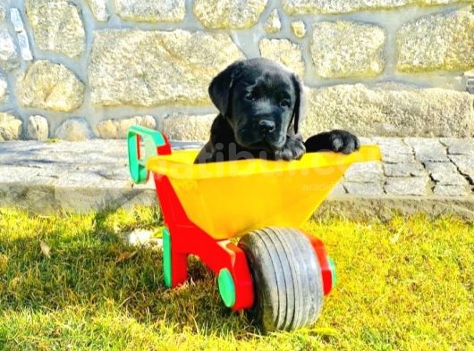 Siyah Labrador Yavruları görsel