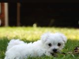 Maltes terier bebekler