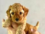 Mükemmel maltipoo bebekler