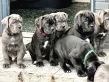 Cane Corsa bebekler