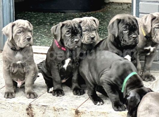 Cane Corsa Bebekler