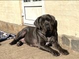 Cane Corsa Bebekler