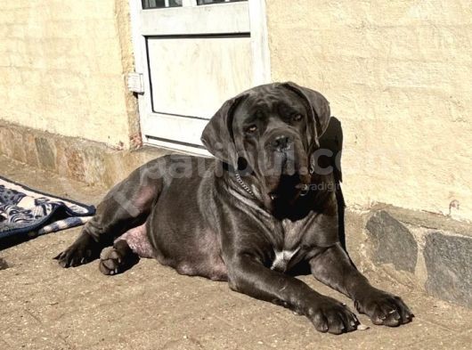 Cane Corsa Bebekler görsel