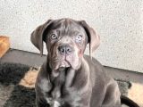 Cane Corsa Bebekler