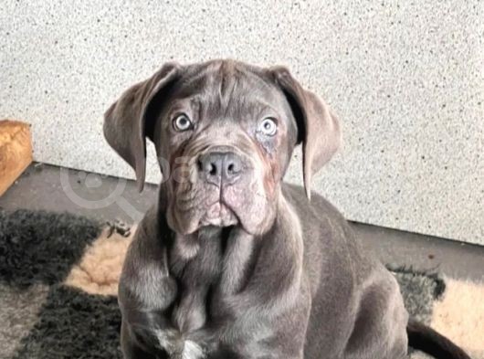 Cane Corsa Bebekler görsel