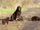 Labrador Yavruları