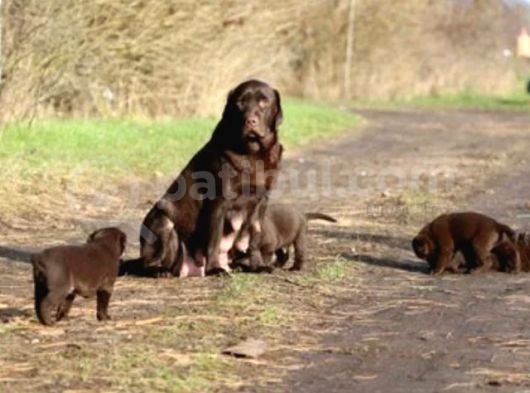 Labrador Yavruları görsel