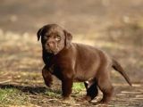 Labrador yavruları
