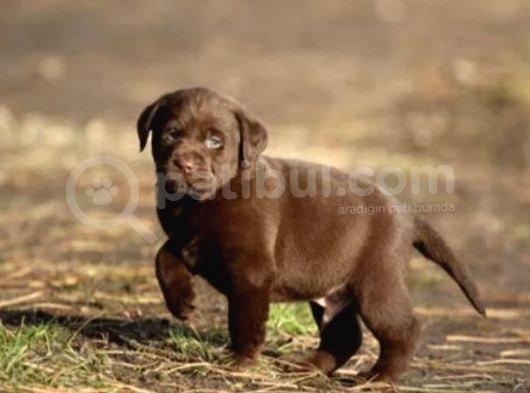 Labrador Yavruları