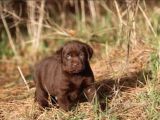 Labrador Yavruları