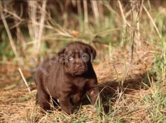 Labrador Yavruları görsel
