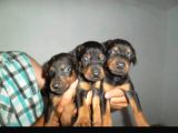 Hari̇ka Kali̇tede Doberman Yavrulari