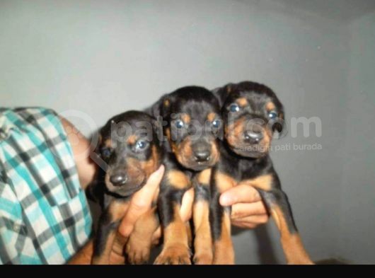 Hari̇ka Kali̇tede Doberman Yavrulari görsel