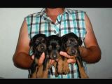 Hari̇ka Kali̇tede Doberman Yavrulari