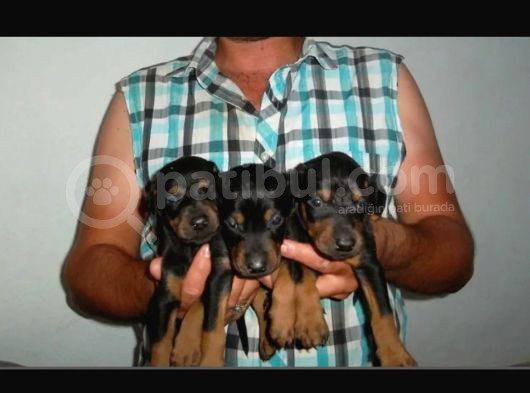 Hari̇ka Kali̇tede Doberman Yavrulari görsel