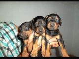 Hari̇ka Kali̇tede Doberman Yavrulari