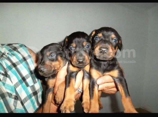 Hari̇ka Kali̇tede Doberman Yavrulari görsel