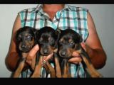 HARİKA KALİTEDE DOBERMAN YAVRULARI